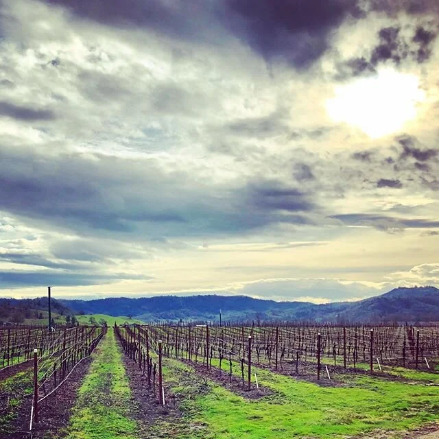 Happy winter solstice ✨ 
Winter always means one thing on the vineyard: pruning! Thankful to have a strong crew, and are off to a great start. Things are starting to look tidy 👌🏻 #wintersolstice #pruning #vineyard #vineyardviews #oregon #oregonwine