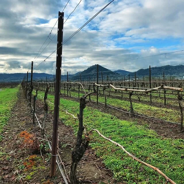 Roughly 40 days into pruning...thankful for a few blue skies peaking through and a great crew getting it done 👌🏻 almost halfway! 
#oregonwine #oregonpinot #vineyardviews #grapes #pruning #winter #oregon #drinkoregonwine