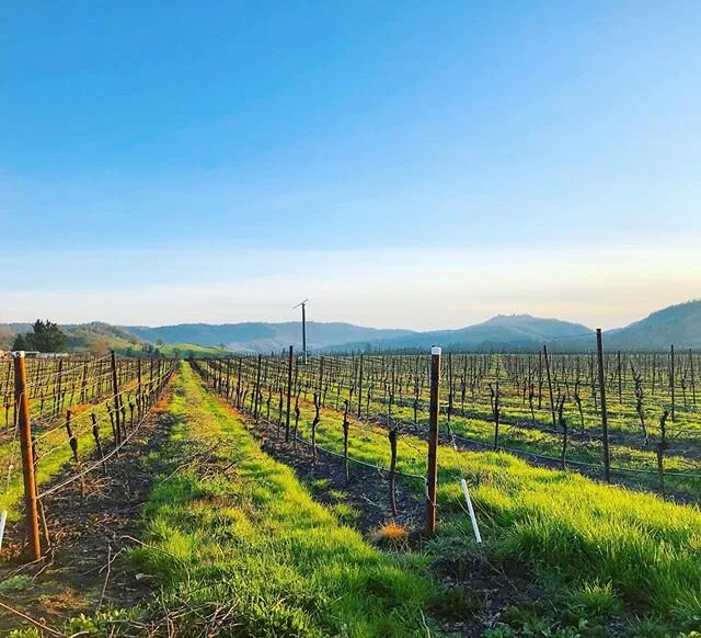 Green grass 💚 and blue skies 💙We are getting geared up for spring! 
#oregonspring #vineyardviews #pinotnoir #oregonpinot #drinklocal  #vineyardlife #pruning