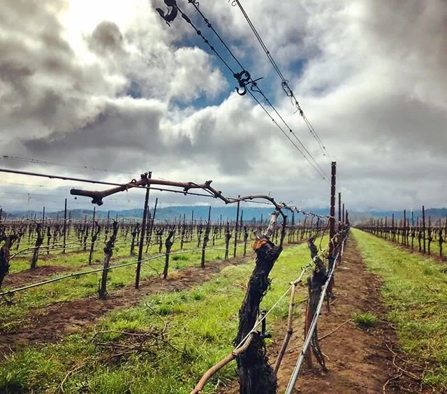 Pruned, wrapped, tied and ready for the season. @erathwines Pinot Noir 2020! 
#oregon #oregonwine #pinotnoir #erath #drinklocal #farmlife #vineyardviews #pruning