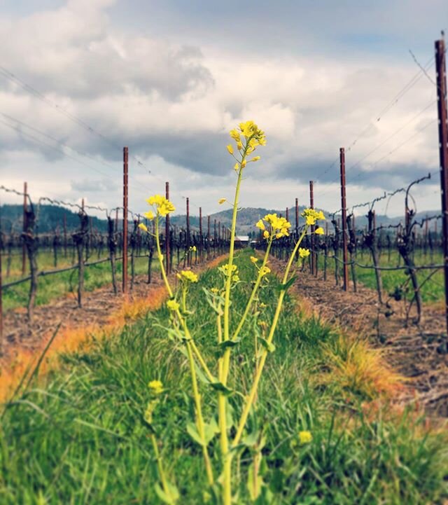 Gentle reminder that it&rsquo;s spring outside, and Oregon spring is one of the most beautiful times of year to be outside. 🌱🌼🌤💚 #Oregon #oregonspring #oregonwine #oregonpinot #oregonpinotgris #farmlife #vineyardviews
