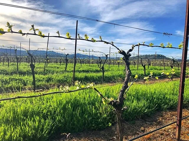 2020 Pinot Gris off to a head start. Love seeing the greenery back on the vines 💚💚💚 #budbreak #pinotgris #oregonwine #oregonpinotgris #farmlife #vineyard #vineyardviews #vineyardlife #2020vintage