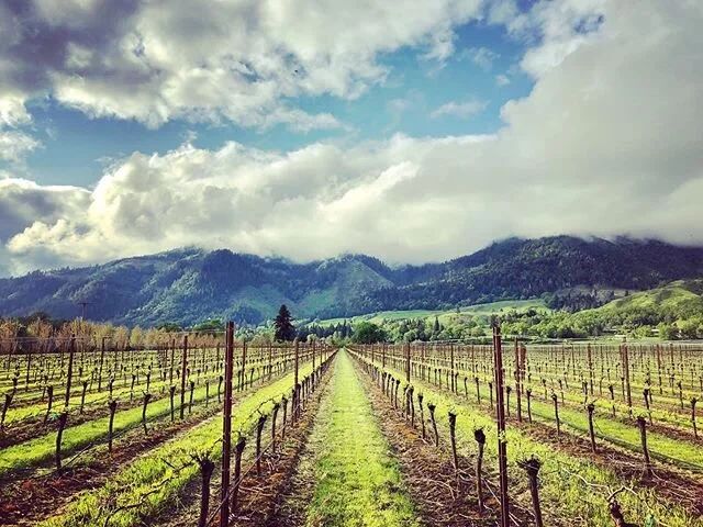 Spring at our Umpqua vineyard.... it&rsquo;s just so pretty! 💚🌦🌱 #oregon #oregonwine #oregonwinecountry #vineyardviews #budbreak #2020vintage #farmlife