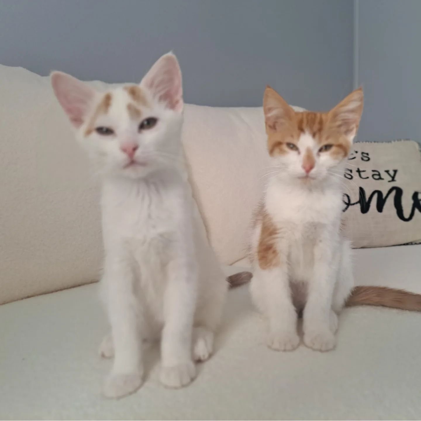 Thank you so much to @animallifesavers for all you do, and especially this time, for rescuing the litter of kittens that gave us Lilith and Samwise - Lily and Sammy for short. Their mama was hit by a car and they were found and taken in by the kind v