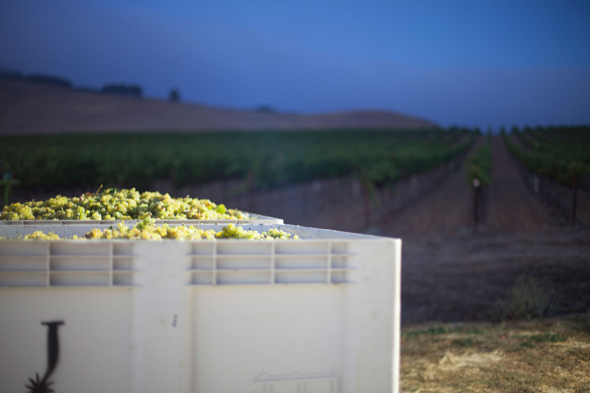 Harvested grapes