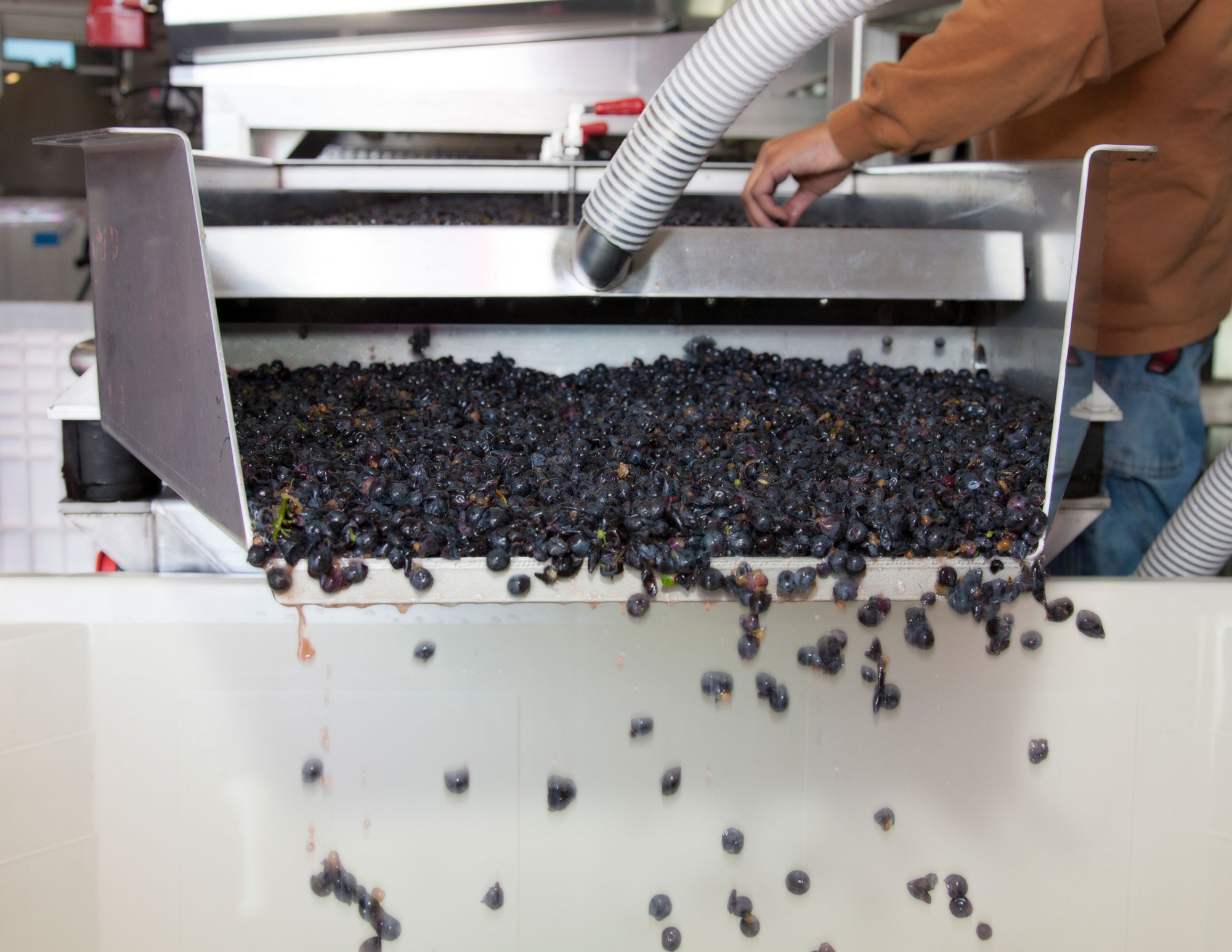 Dumping grapes to next container