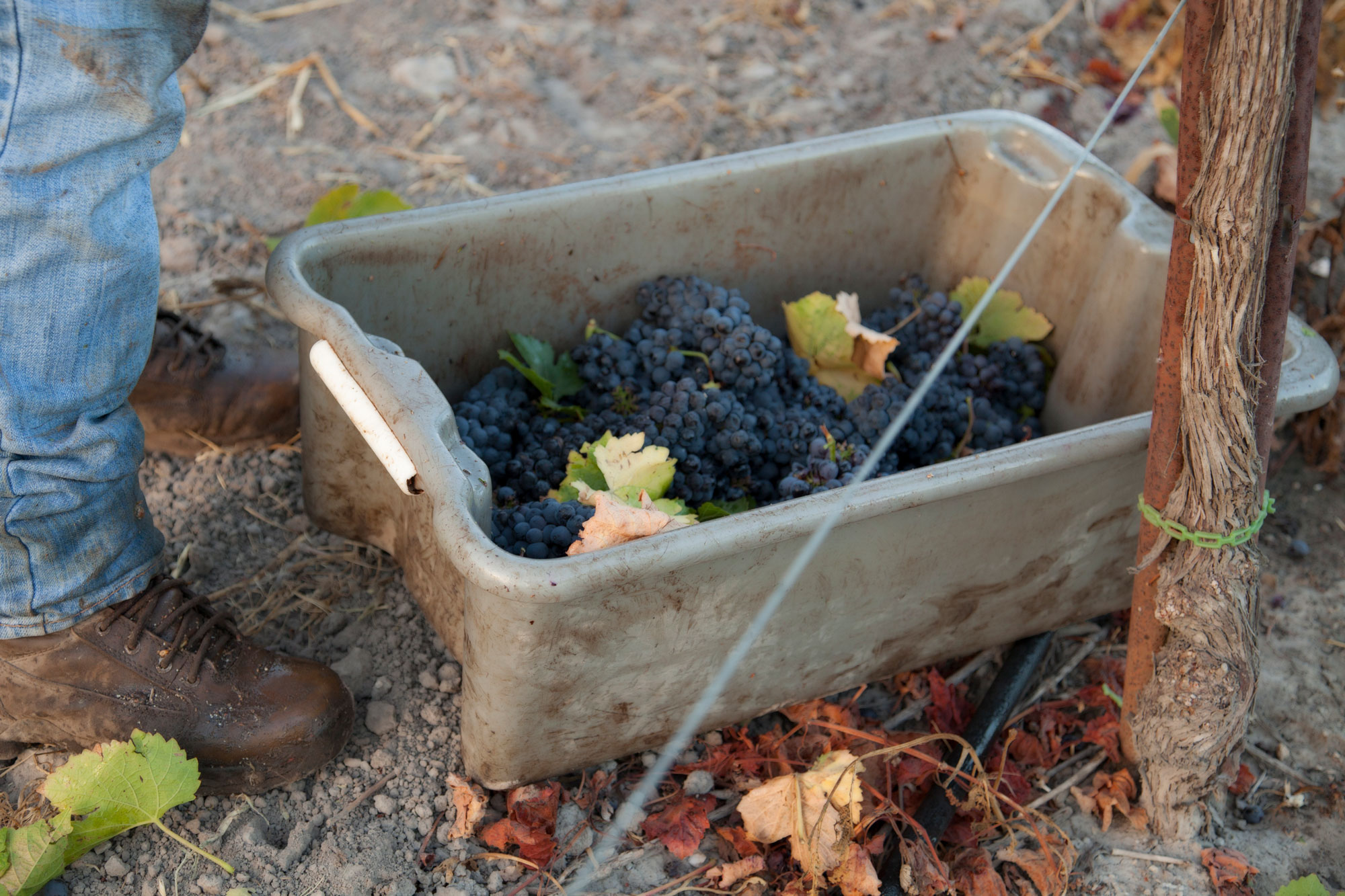 Container of harvested grapes
