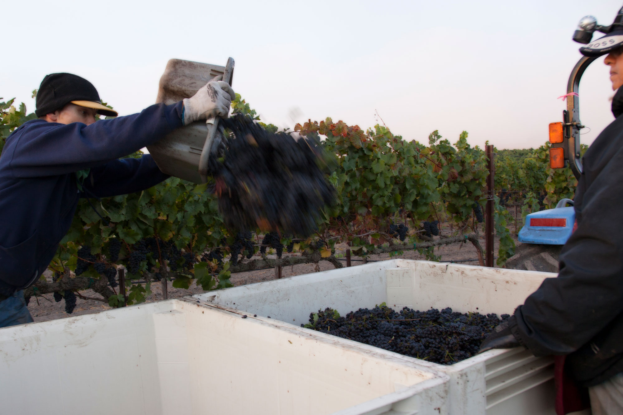 Harvest time at Delgado Family Vineyards