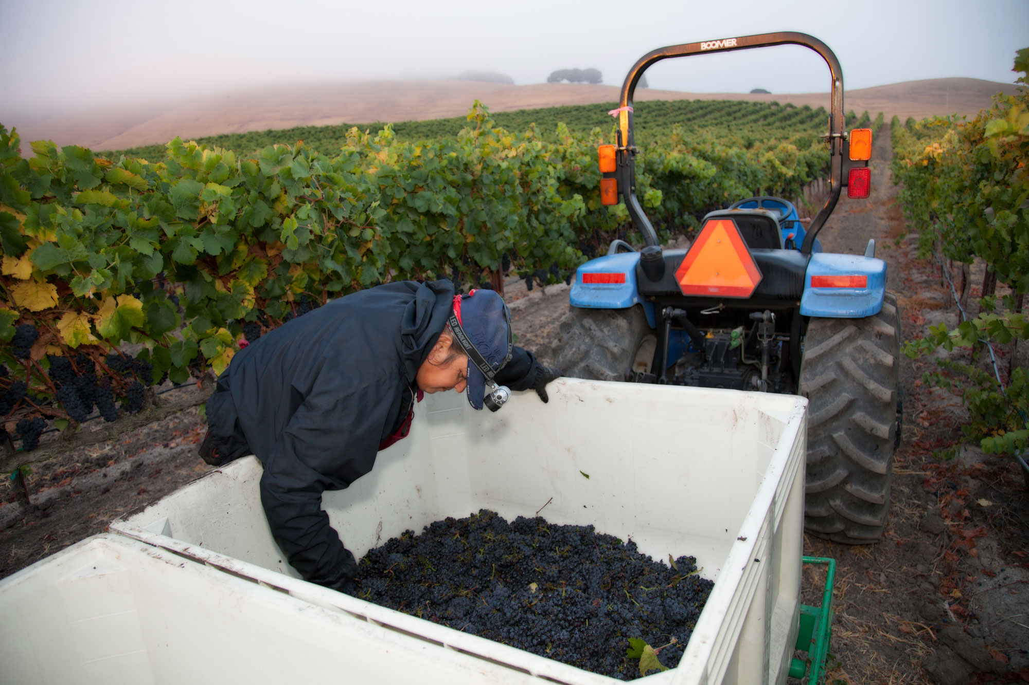 Placing harvested grapes into container