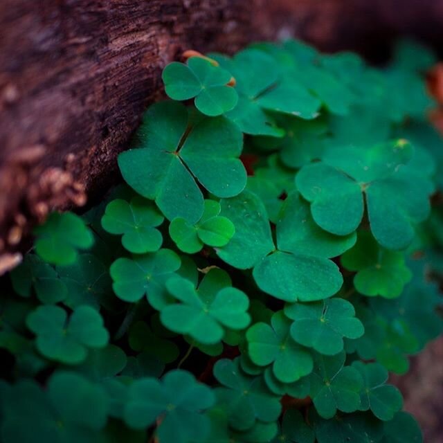 ☘️Happy St. Patrick&rsquo;s Day! ☘️⠀
⠀
&ldquo;May your blessings outnumber the shamrocks that grow. And may trouble avoid you wherever you go.&rdquo;⠀
- Irish blessing