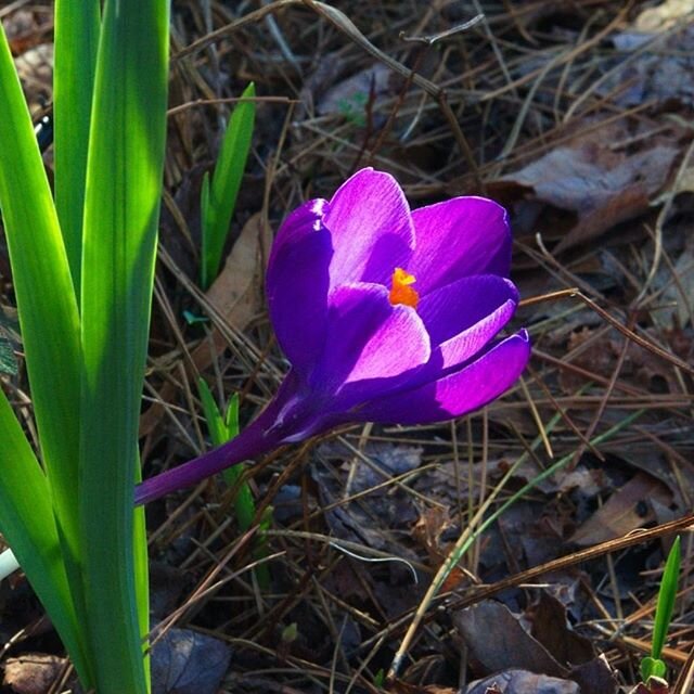 🌤Today is the Vernal Equinox- What signs of spring did you spot today? Tell us in the comments below 💐