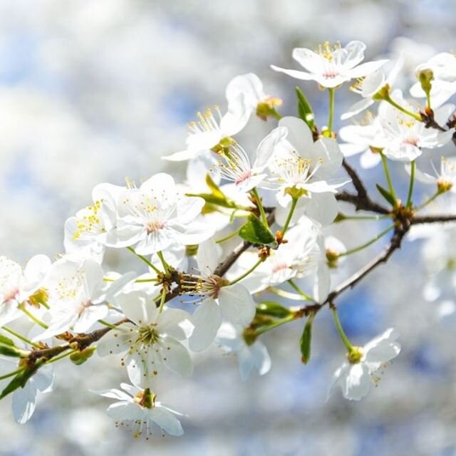 You&rsquo;ll start seeing the cherry blossoms pop up in MA now. ⠀
⠀
Check them out:⠀
🌸 Heritage Museum and Gardens, Sandwich⠀
🌸 Keller Rose Garden, Back Bay⠀
🌸Boston Public Garden