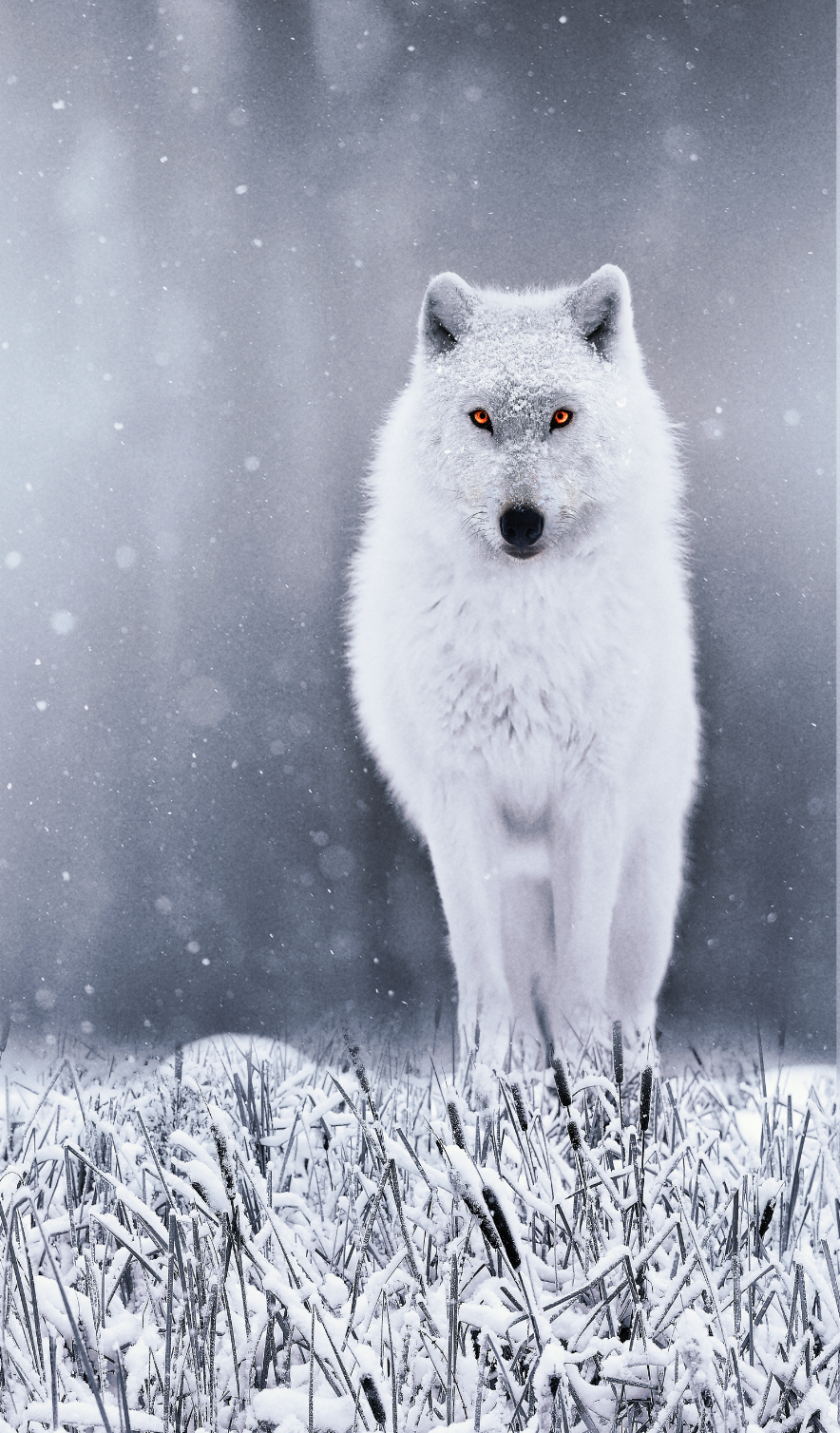 Screen Shot 2021-01-10 at 2.48.07 PM.png