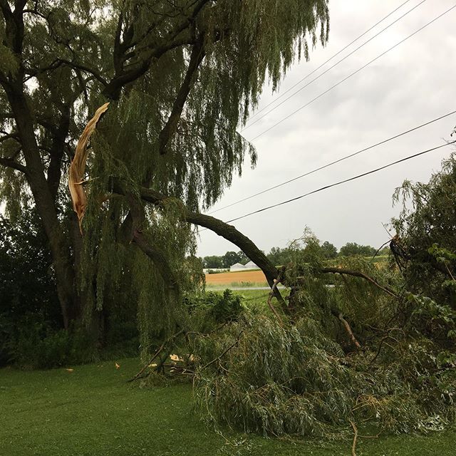 😢Nooo not the willow tree #crazyweather