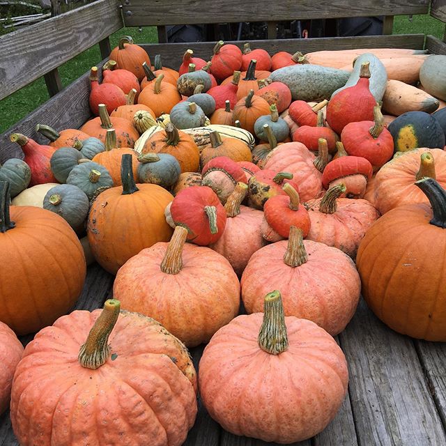 🍁First day of Fall squash and pumpkin harvest🍁