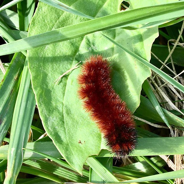 🍁 Hmmm A wooly bear caterpillar with almost no black. What does this mean for our winter??🍁 #woolybearcaterpillar