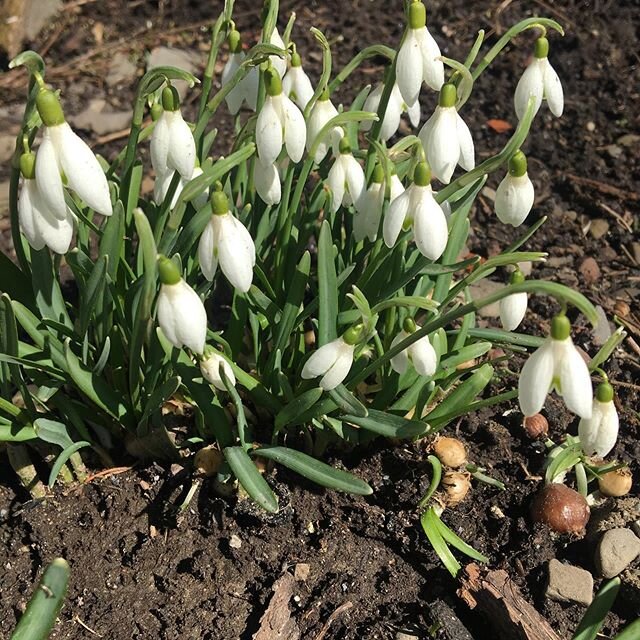 🌱Some signs of spring in the gardens🌱Very exciting!🌱