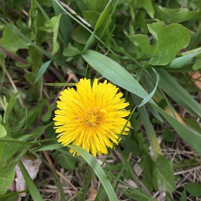 🌿🌎Earth Day 2020 was full of sunny dandelions and dancing snowflakes 🌍🌱 #earthday2020 #dandelions #stoneycreeknursery #ithacany #aprilsnowflakesbringmayflowers