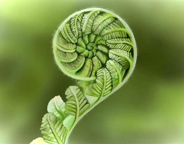 1.4.24 Image of an unfurling fern leaf.jpg