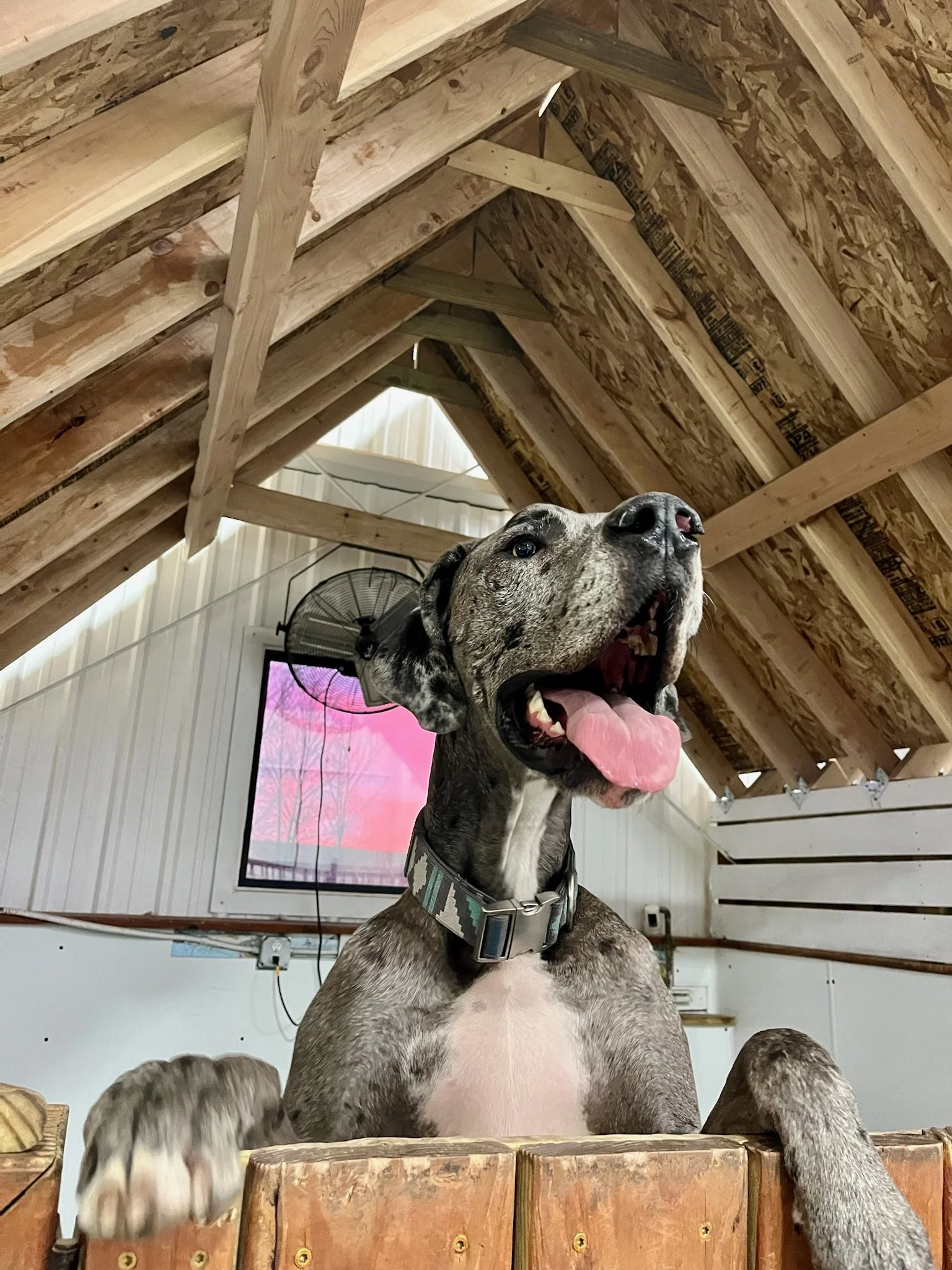 A large, brindle-colored dog with black spots, sticking its tongue out, wearing a camouflage collar, behind a wooden fence inside a barn with exposed wooden beams and a small window showing pink sky.