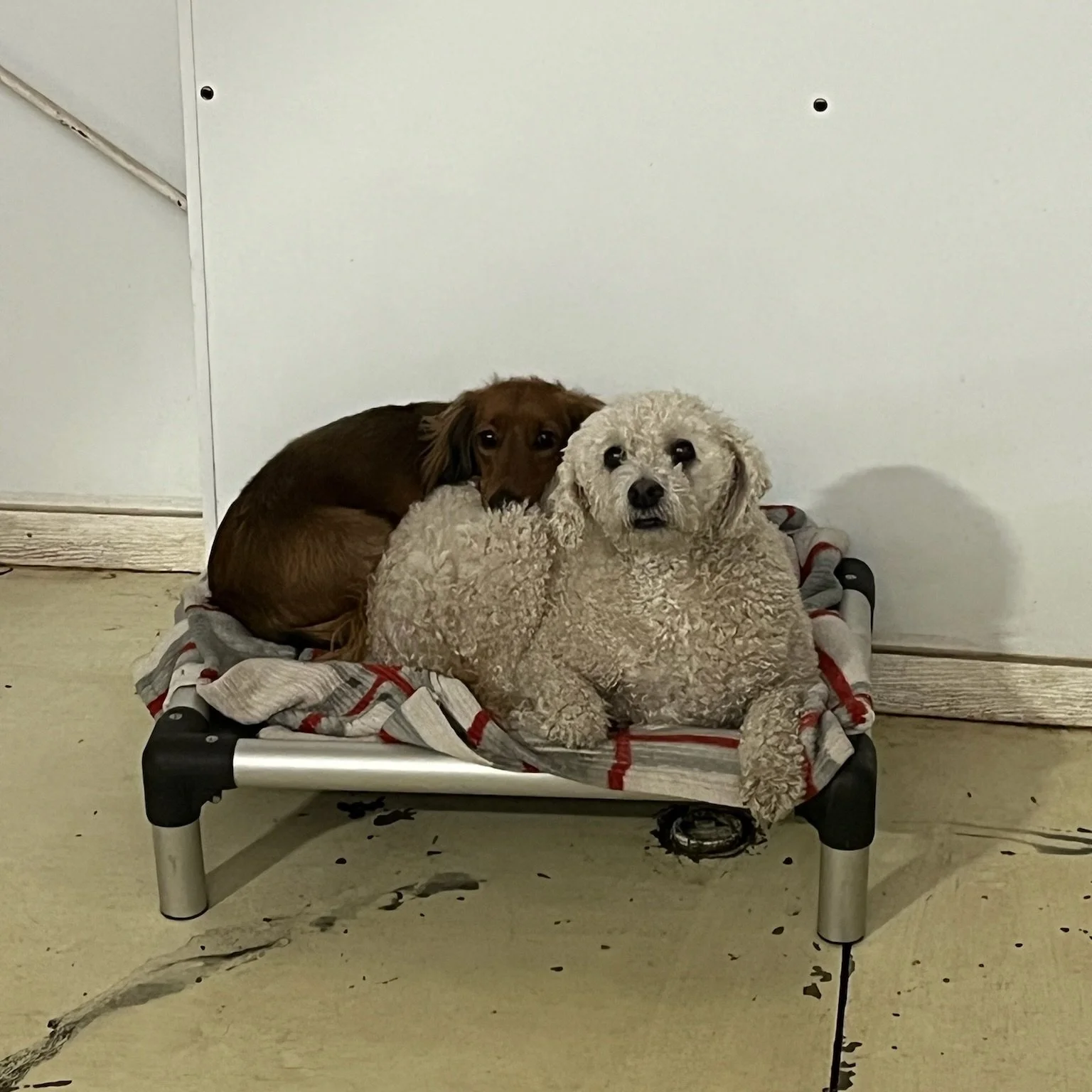 Two dogs in over night dog boarding in Rochester MN, one with curly white fur and the other with smooth brown fur, lying on a small dog bed with a striped blanket, against a plain white wall.