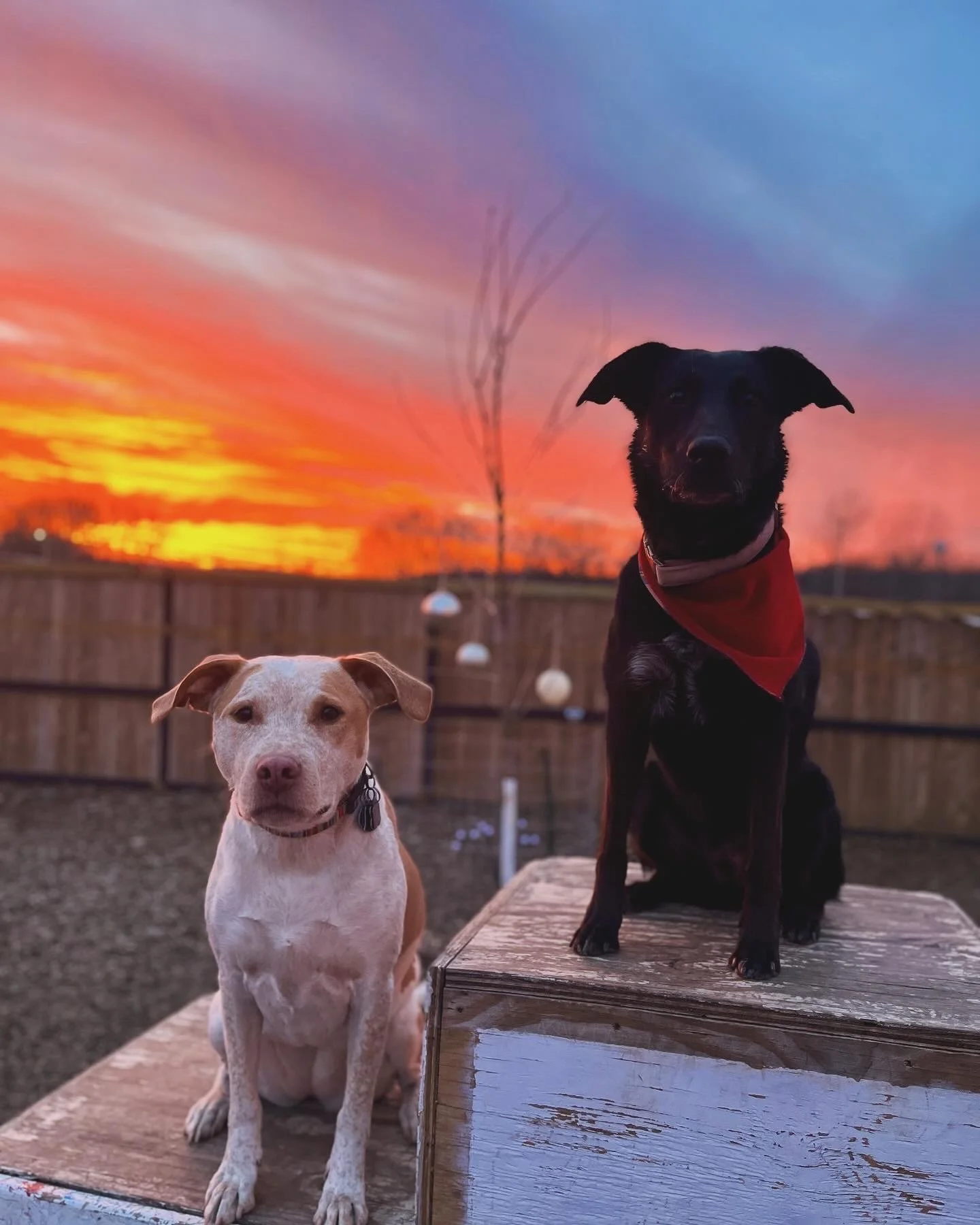 Two dogs, one sitting and one standing on a wooden platform, with a vibrant sunset sky in the background.