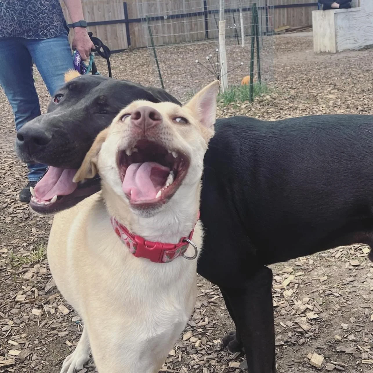 Two dogs, a tan and white one and a black one, are standing close together outdoors on a bed of wood chips, with their mouths open and appearing to smile.