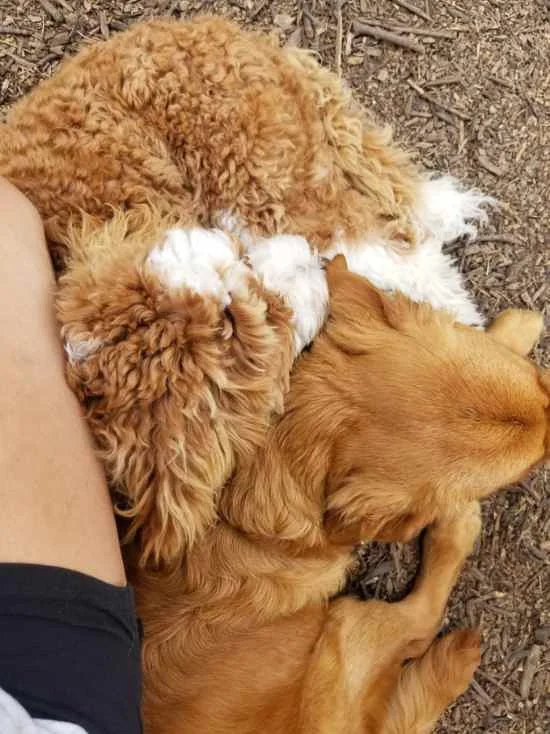 Companion Acres-LG-047.jpg