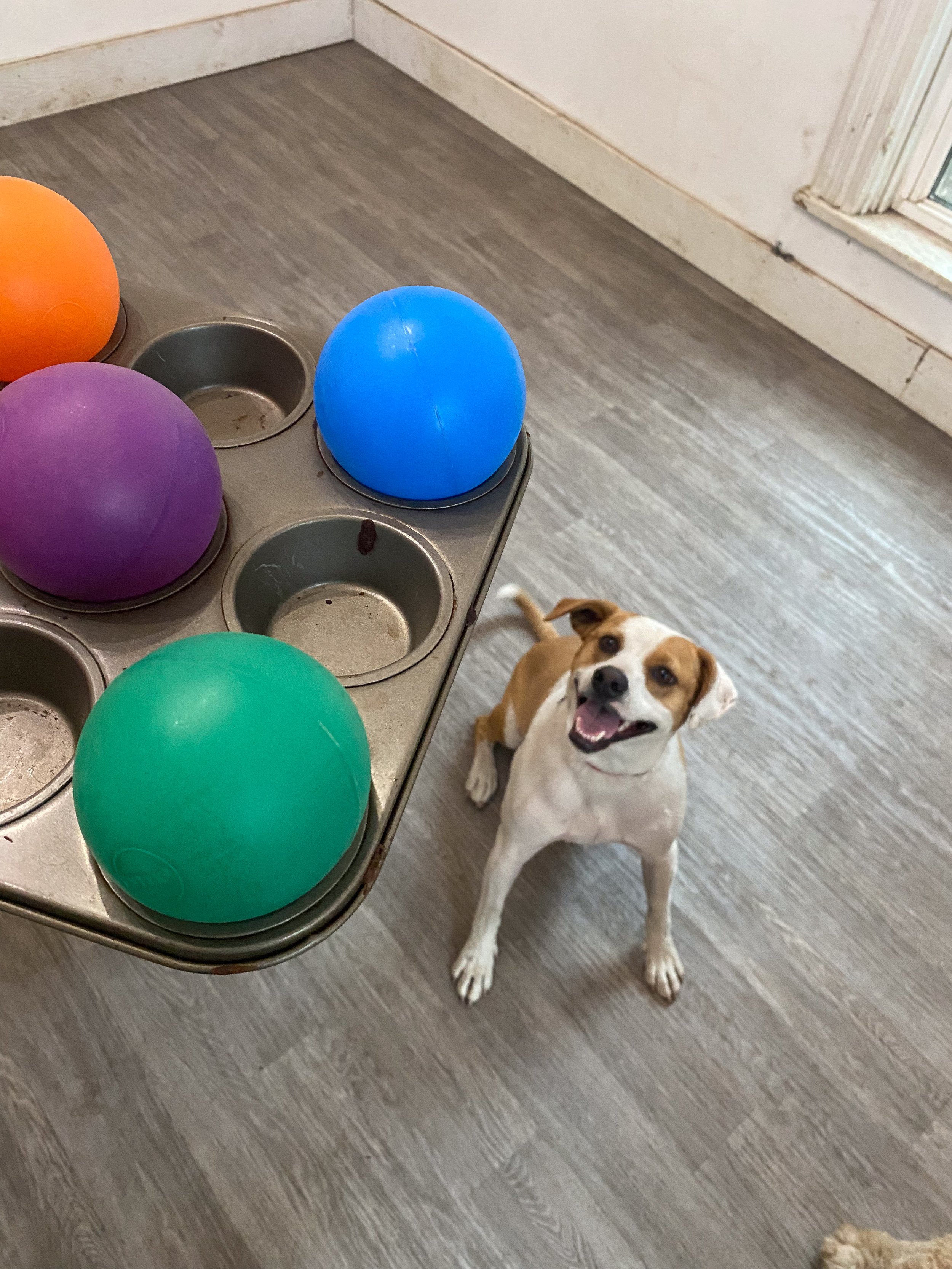 Companion Acres-LG-317.jpg