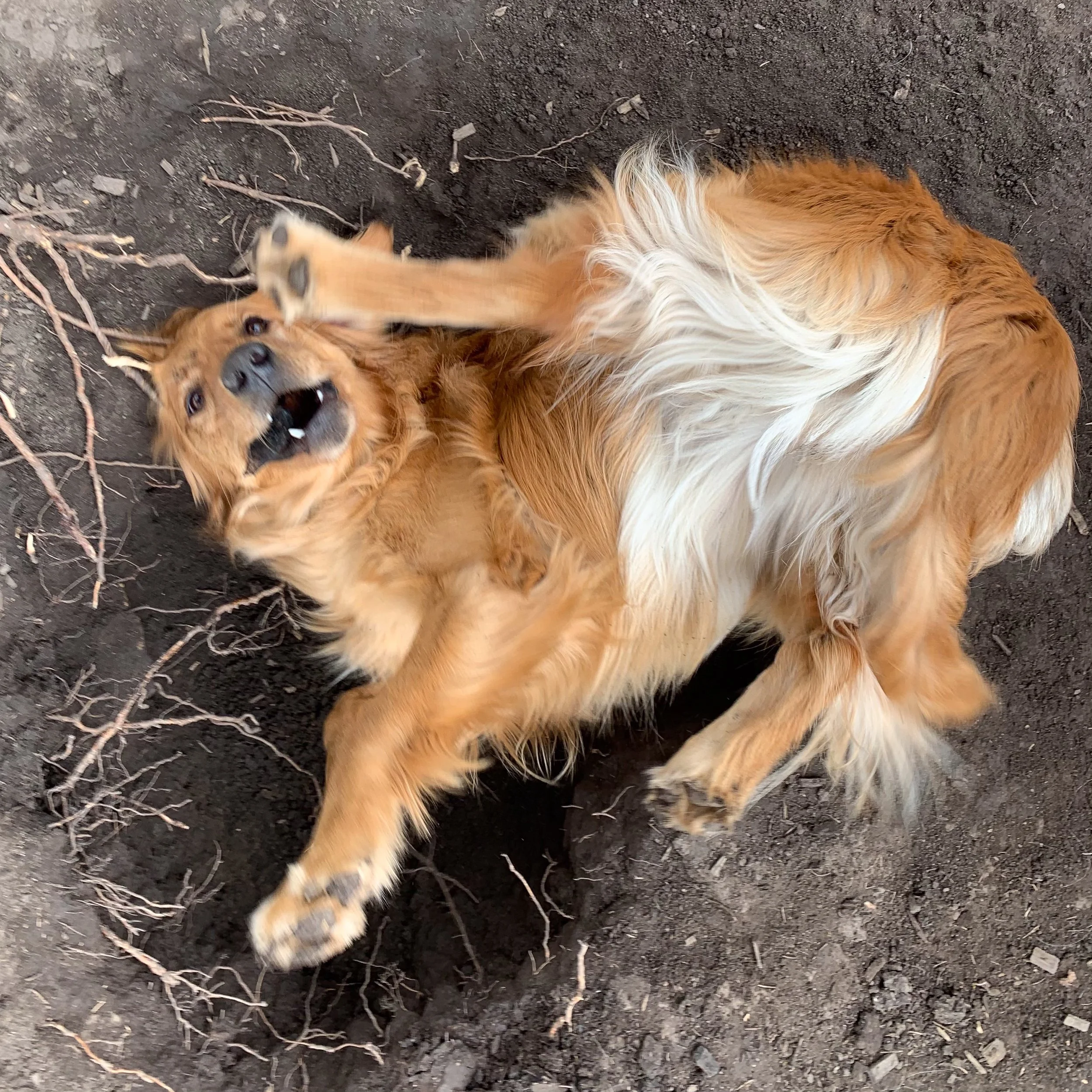 Companion Acres-LG-400.jpg