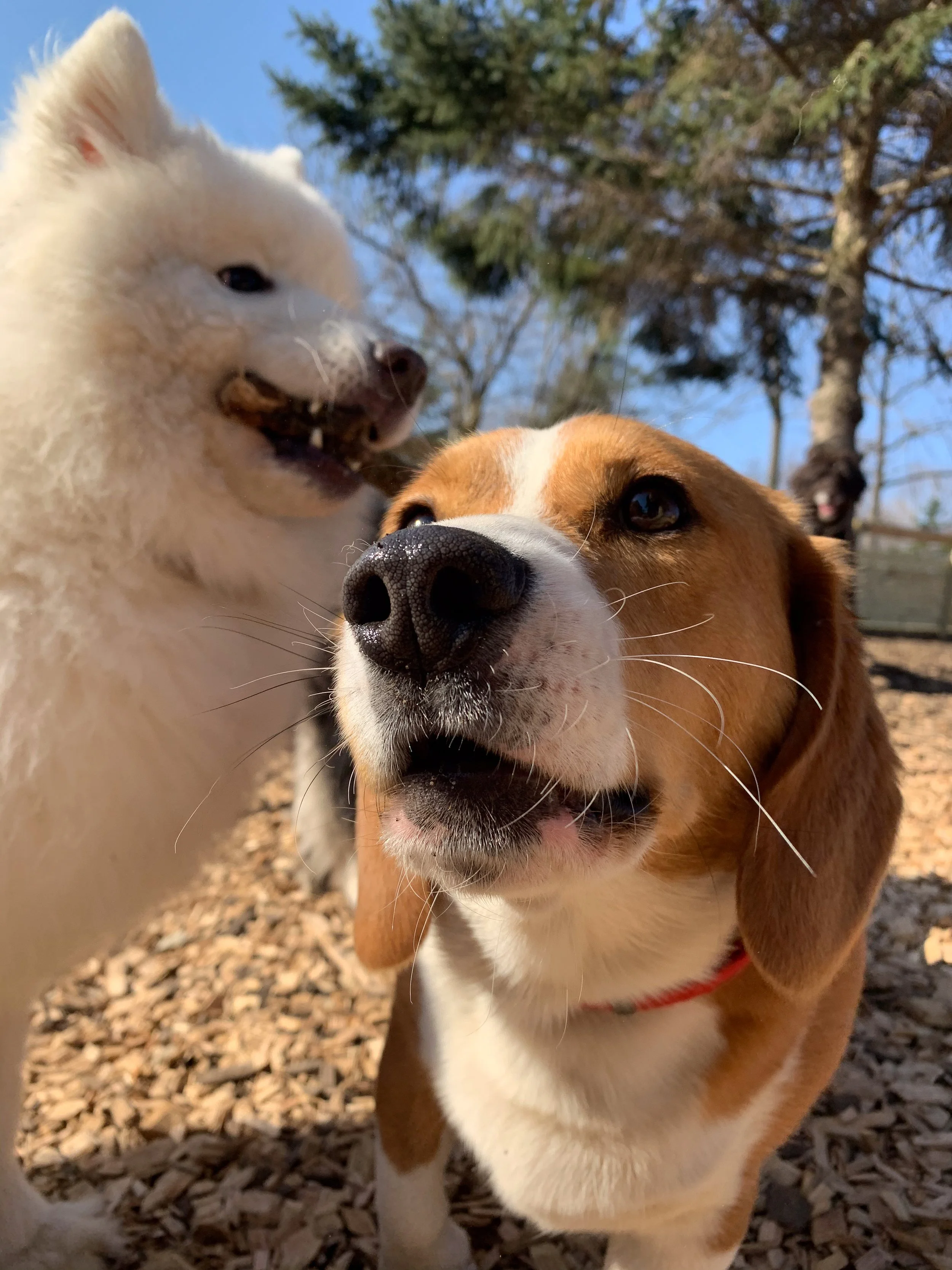 Companion Acres-LG-421.jpg