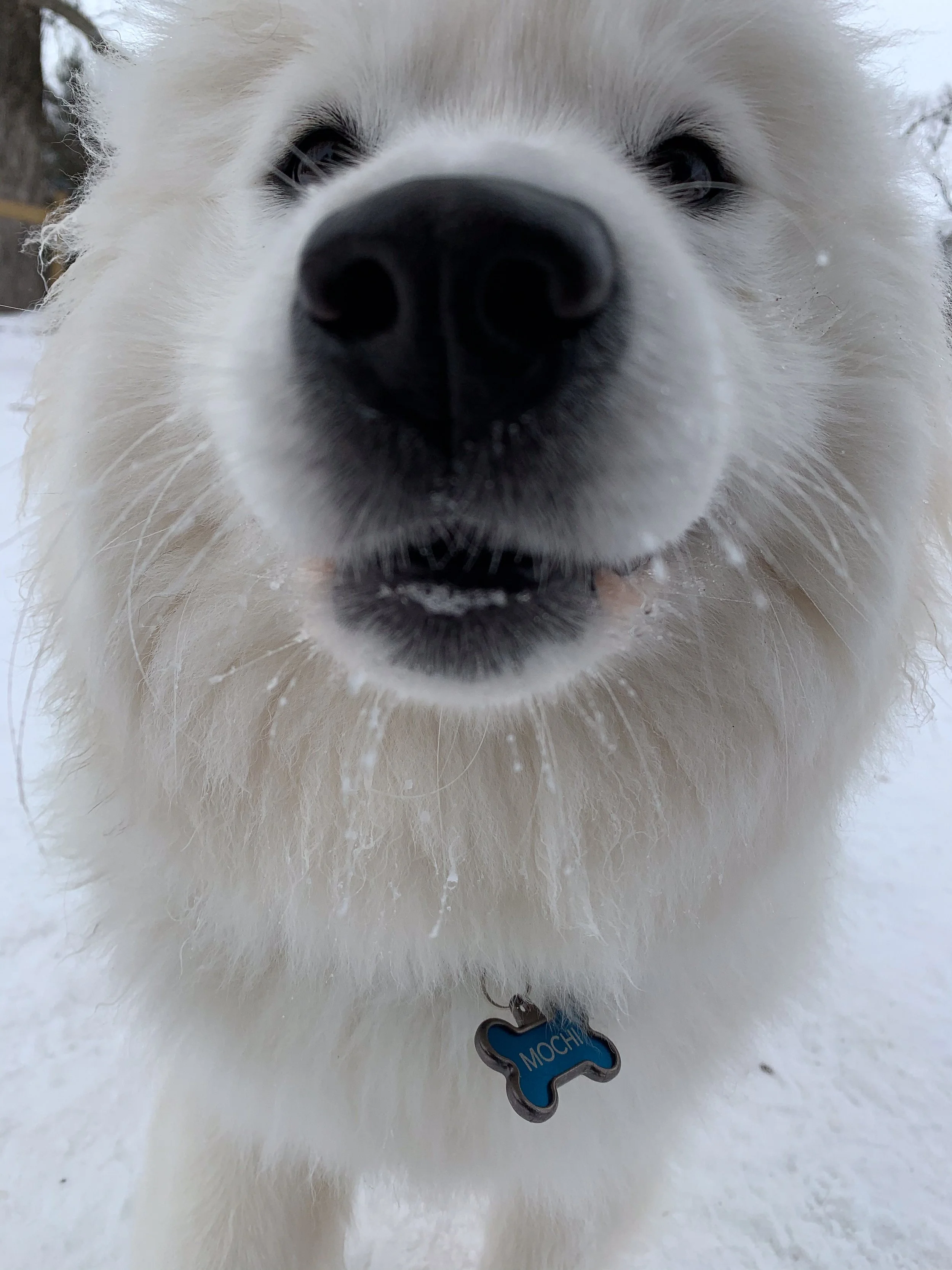 Companion Acres-LG-506.jpg