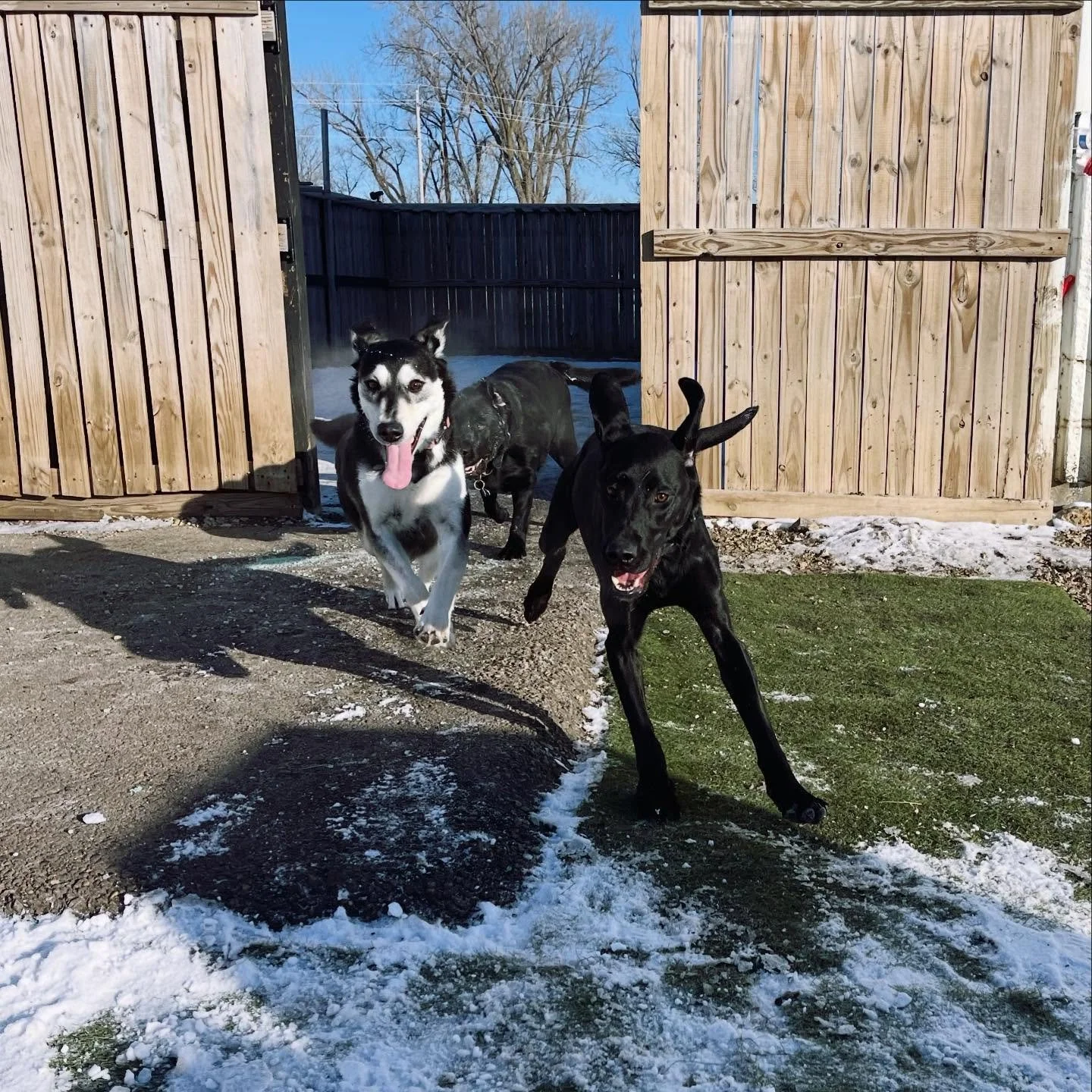 Sun &amp; Snow - LET&rsquo;S GO!! ☀️❄️

#happytuesday #doggydaycare #rochestermn #sunsouttonguesout👅🐶 #dogsofinstagram