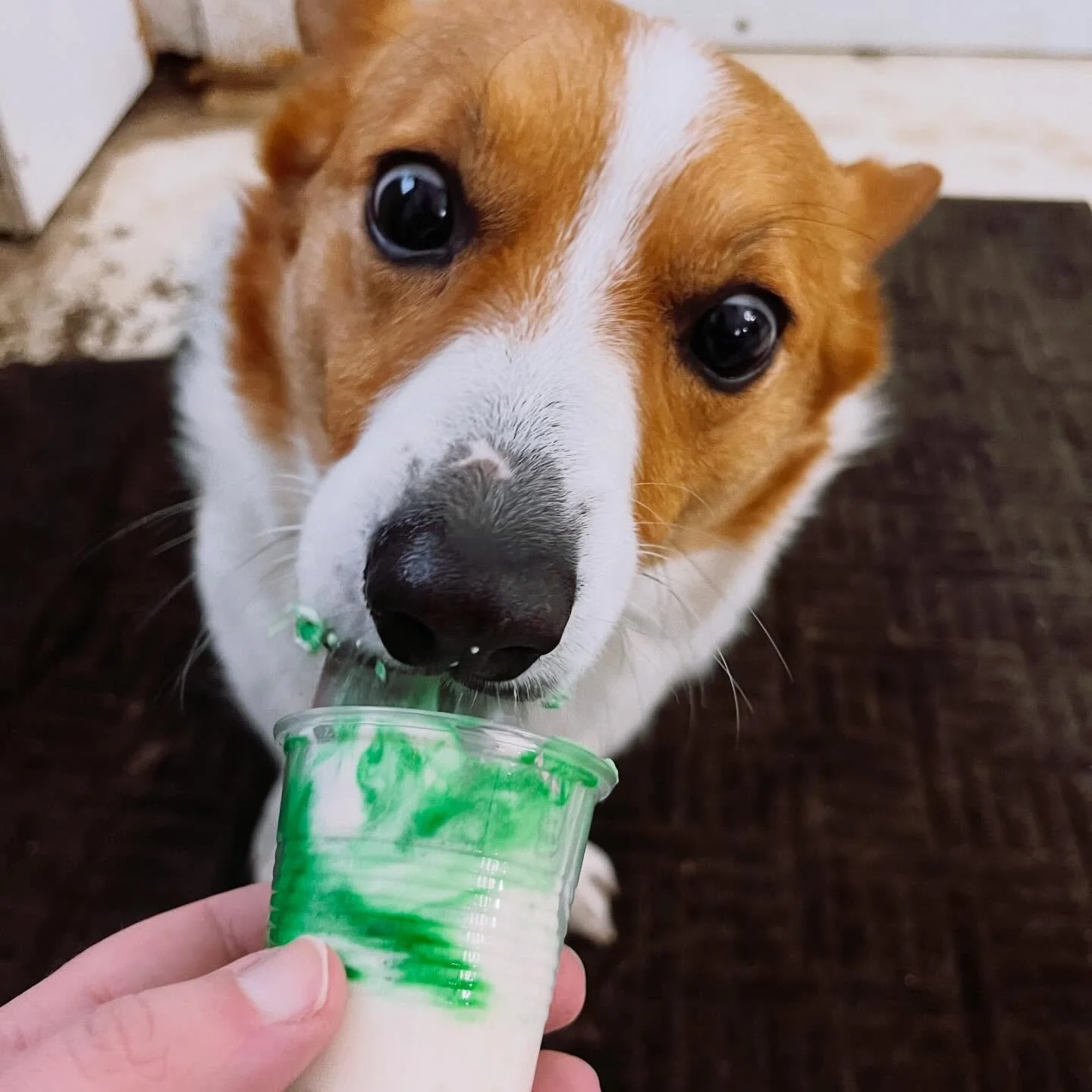 When that Shamrock Shake hits 🙌🏼🍀🤪

#funnydogfaces #shamrockshakefordogs🐾 #dailyactivity #doggydaycare #rochestermn