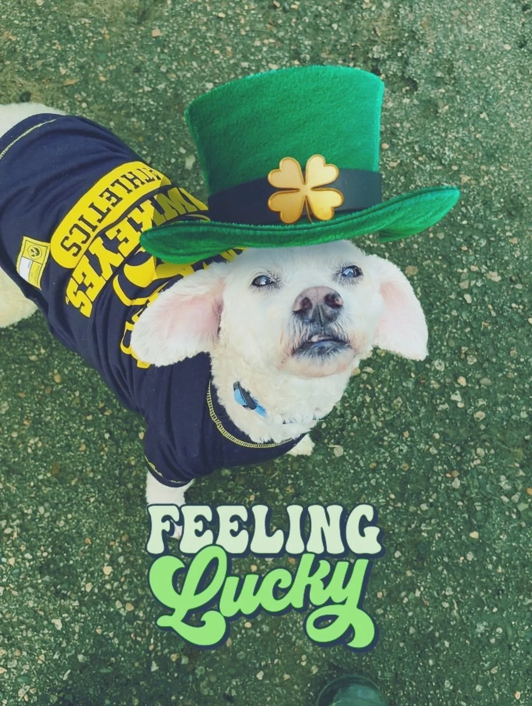 March so far 🐾🍀

#ᴘʜᴏᴛᴏᴅᴜᴍᴘ #doggydaycare #dogboarding #march #dogsofinstagram