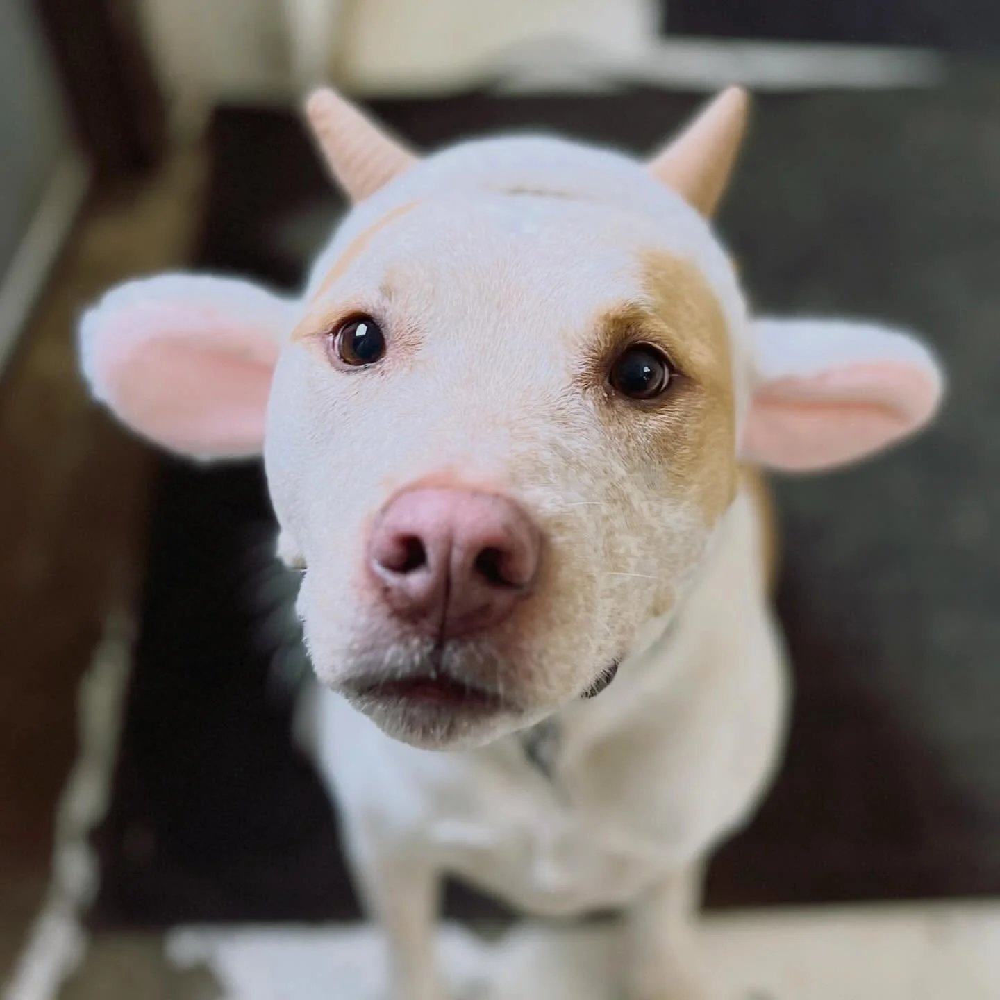&ldquo;Out like a Lamb 🐑 &ldquo; 

Hard to believe that March is coming to an end 😅 We are looking forward to the next month ahead!! 

#march #outlikealamb #dogsincostumes #doggydaycare #rochestermn