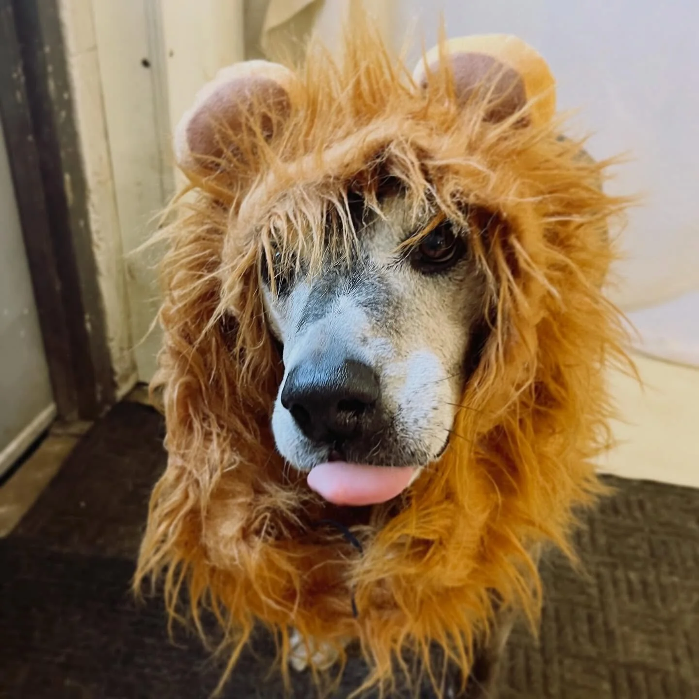 March has arrived - not so much &ldquo;in like a lion&rdquo; but hey, it&rsquo;s a good excuse to dress up 🤭😋🦁

#inlikealionoutlikealamb #doggydaycare #rochestermn #dogsdressedup #dogsofinstagram