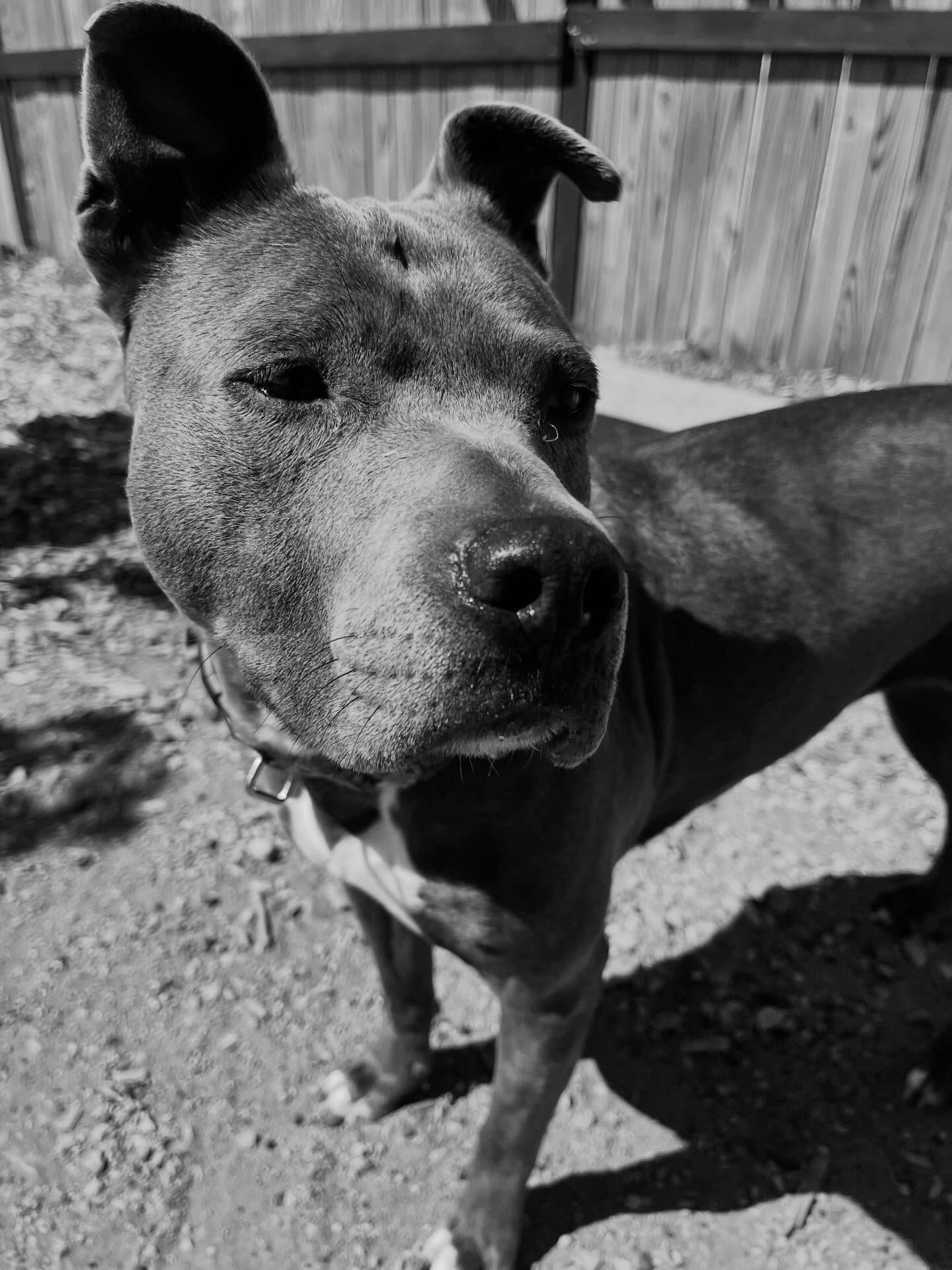 🖤🤍

#pupsoﬁnstagram #blackandwhitepics #doggydaycare #dogsoﬁnsta #friday