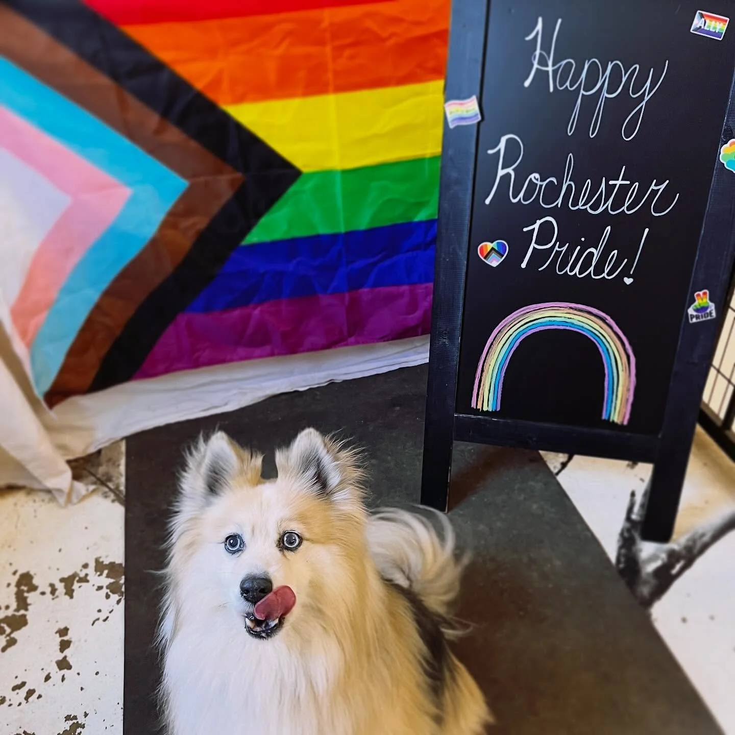 happy Rochester pride ❤️🧡💛💚💙💜

Wishing everyone a wonderful, fun, and safe Pride!! 

#rochestermn #prideweekend #pomskysofinstagram #doggydaycare #kennelfreeboarding