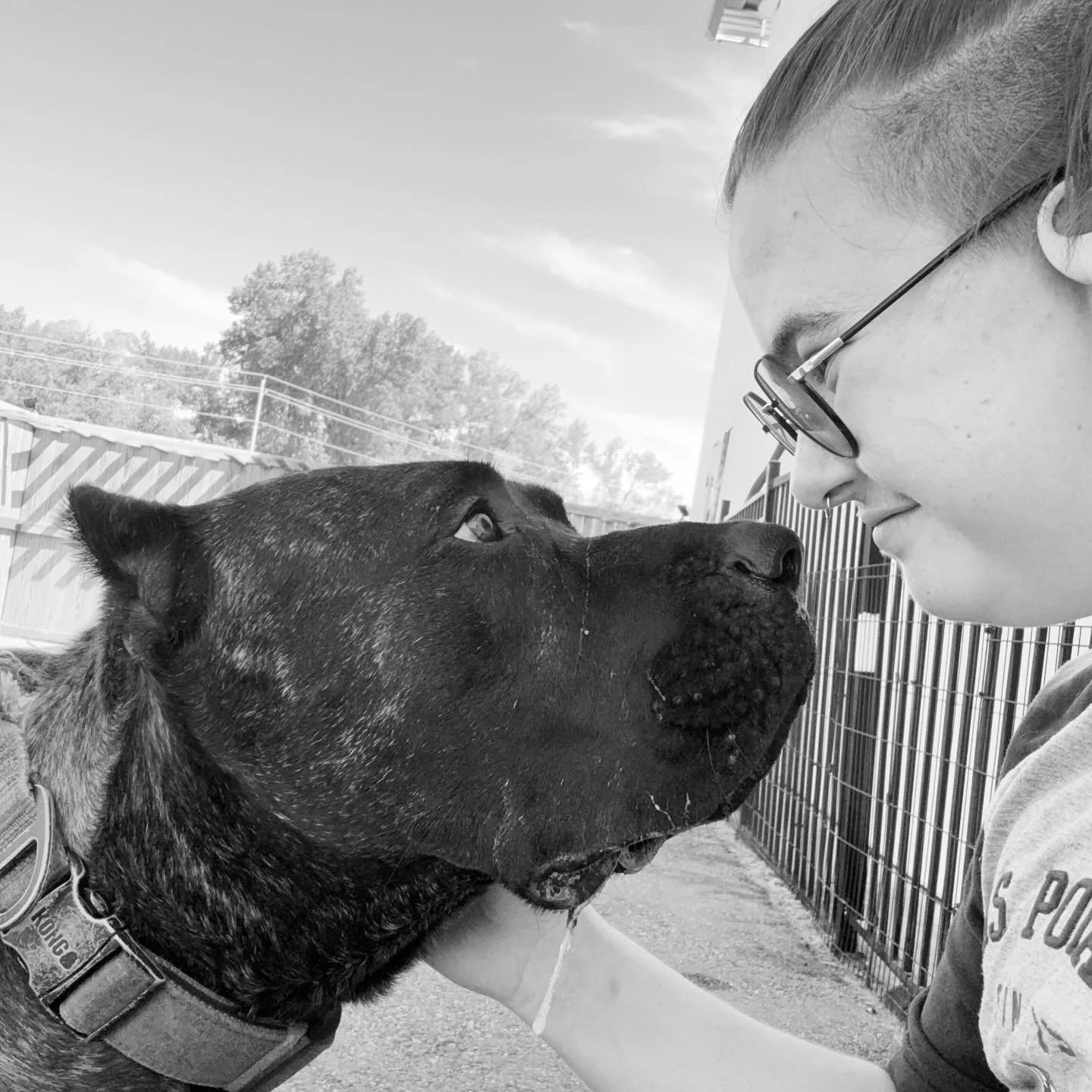 We love capturing moments like this 🤍🖤 

Drool and all 🤭😉 

📸: @reid_schmidt13 

#presacanariosofinstagram #puppylove #droolandall😂 #rochestermn #dogboarding