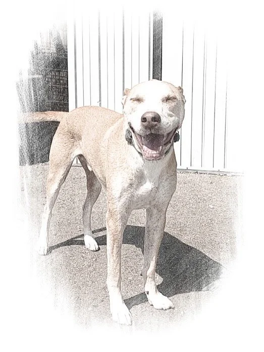 ✍️🐶

#doggydaycare #picturesofdogs #rochestermn #kennelfreeboarding #dailyactivity