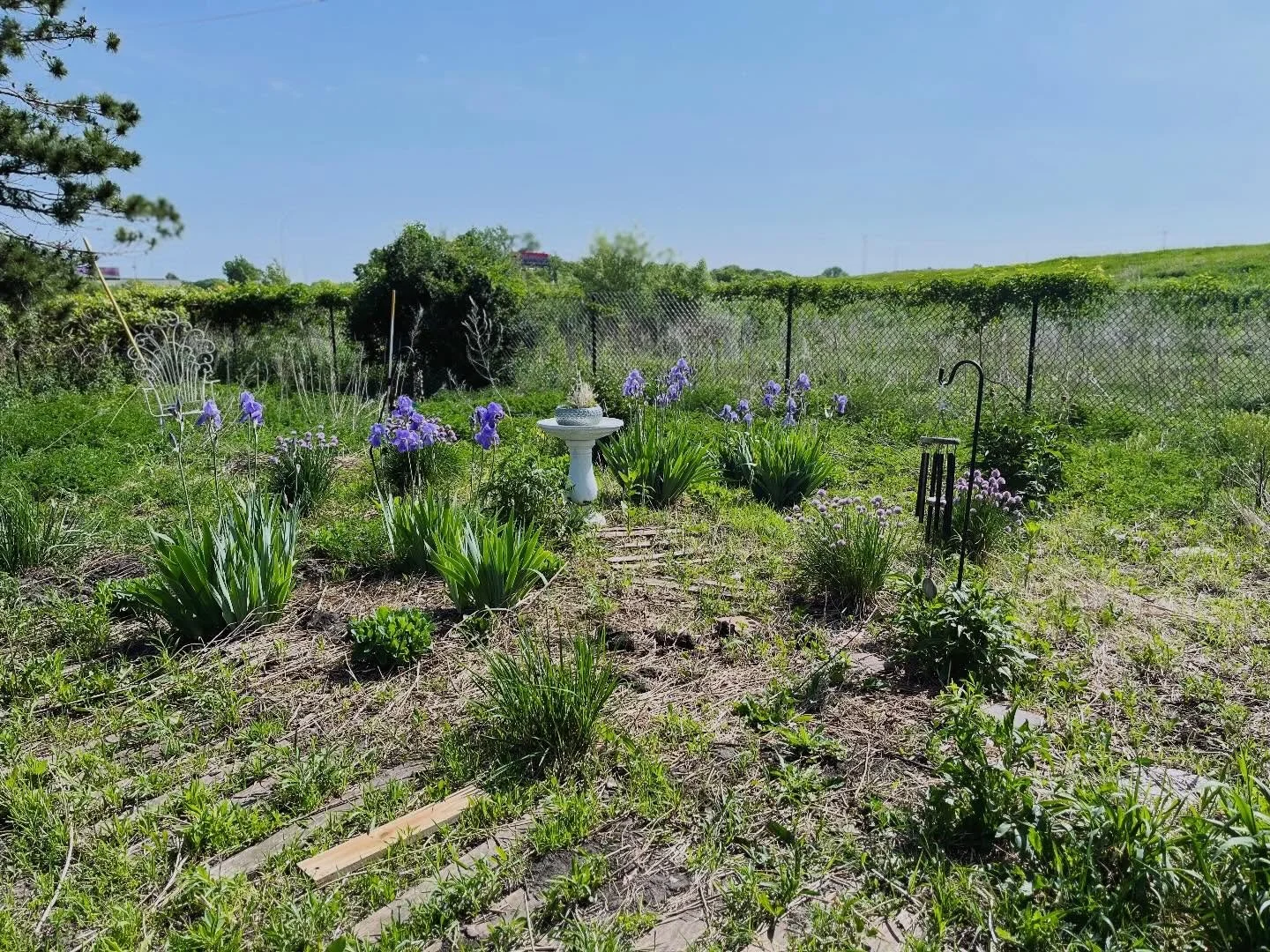 The CA Flower Garden is looking FRESH 🌻🌷🪻

#memorialgarden #rainbowbridge🌈 #flowergarden #rochestermn #gardencleanup