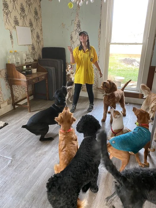 A woman in a yellow shirt and black pants playing with multiple dogs in a living room near a large window.