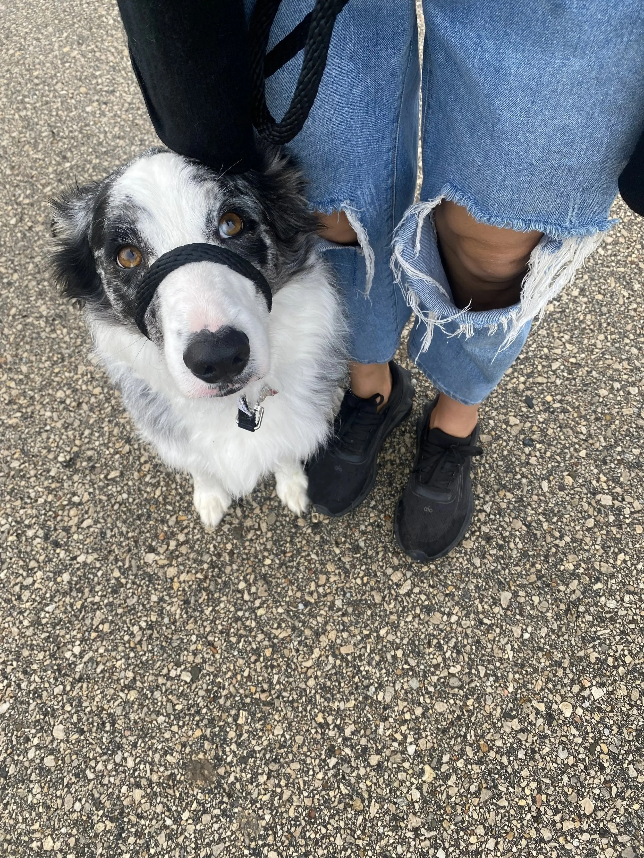 A person training a dog on a gravel surface wearing ripped jeans and black sneakers, holding a leash attached to a black and white Border Collie. The dog is wearing a black head collar and is looking up at the camera.