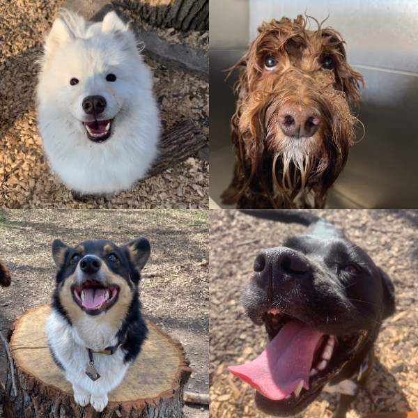 Collage of four dogs, including a fluffy white dog, a wet brown dog, a black and white dog sitting on a tree stump, and a black dog with its tongue out.