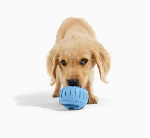 Golden retriever puppy playing with a blue ball on a white background.