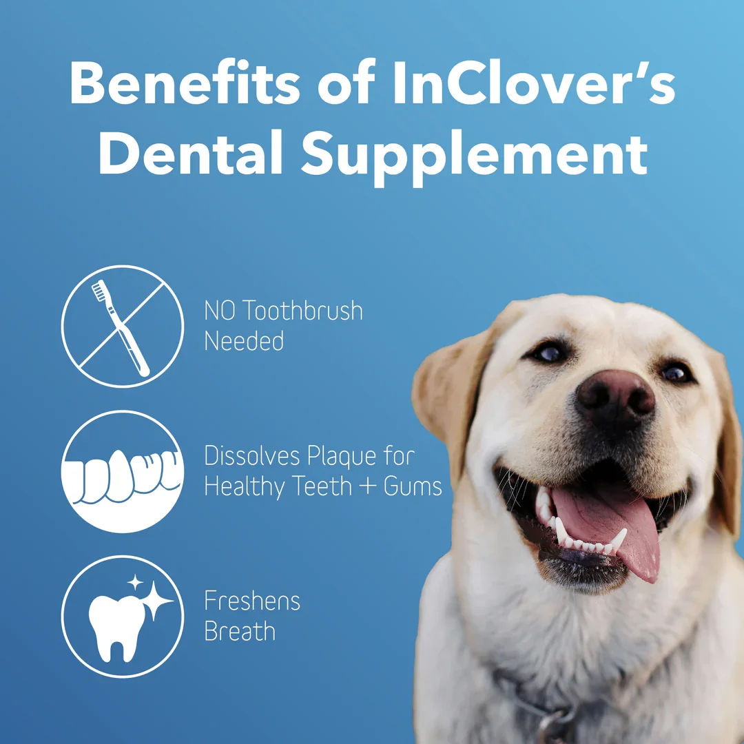 Dental-3_1080x.webp