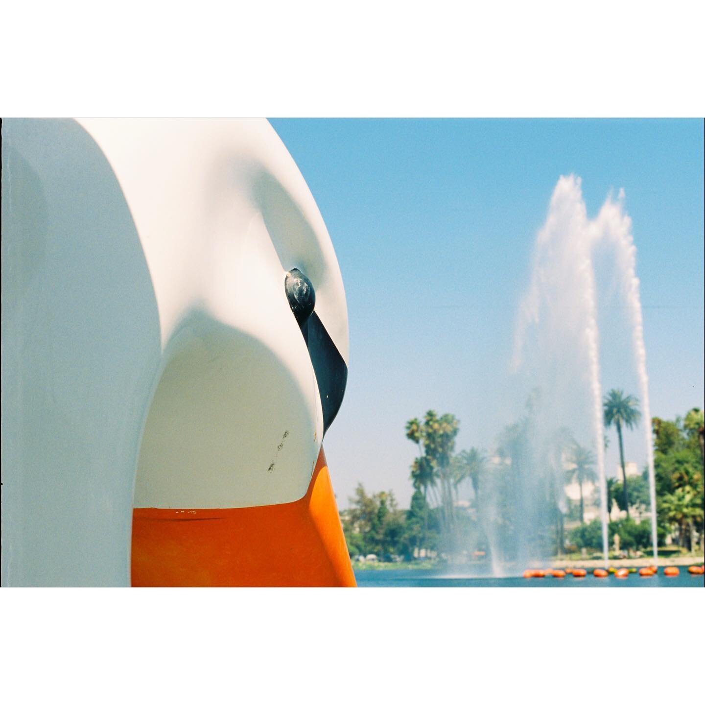 Great day for a paddle
#swan #paddelboat #waterfall #echopark #film #olympus #om10 #portra400 #35mm