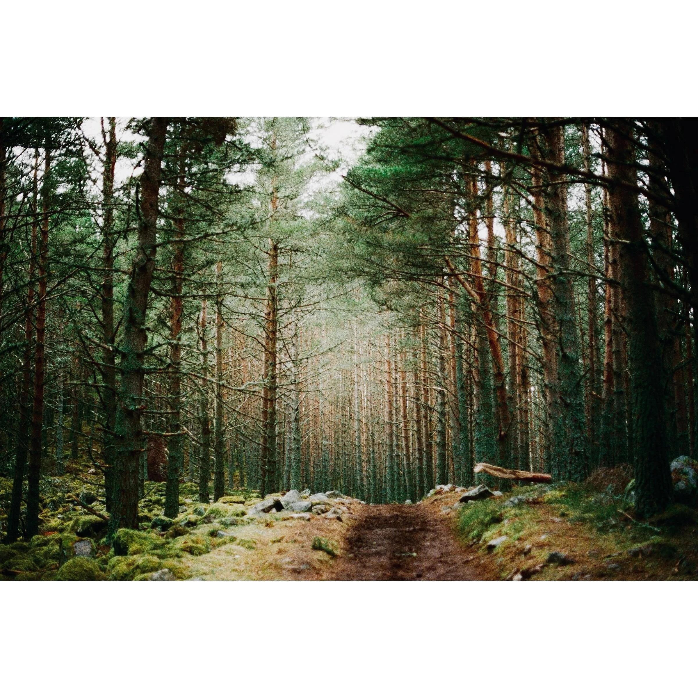 🌲 #scotland  #35mmfilm #olympusom10