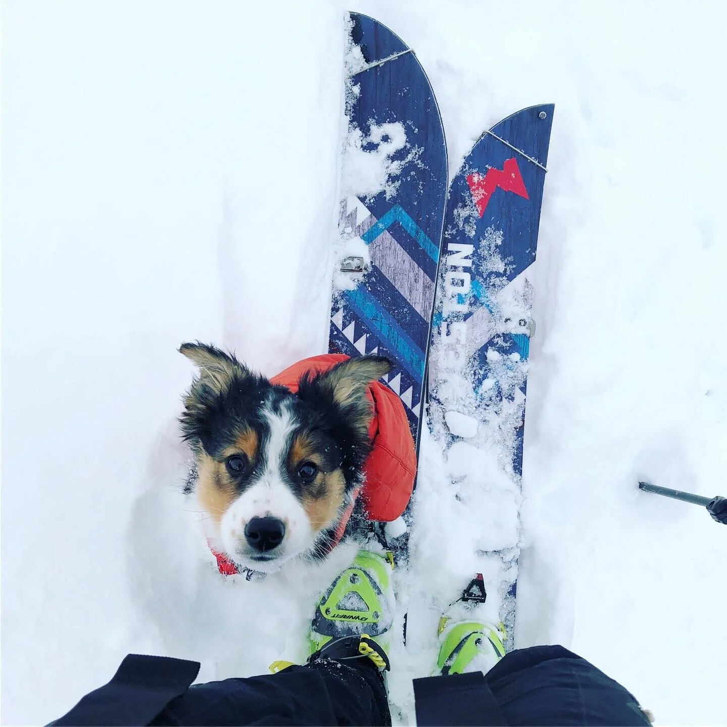 Dog Jacket made from an old Puffy Jacket